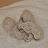 Cuccioli Sacro Di Birmania
