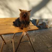 Yorkshire terrier maschio