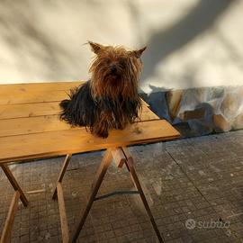 Yorkshire terrier maschio