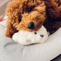 Barbone nano accoppiamento maschio