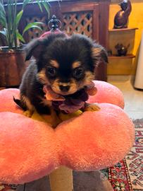 Per Natale Cucciola di Chihuha con pedigree Enci