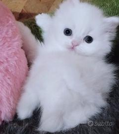 Cucciola persiana femmina