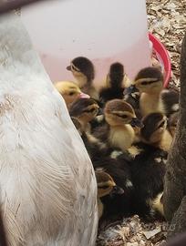 Anatroccoli di anatra muta