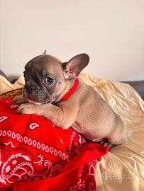 Bulldog francese