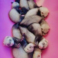 Cuccioli e Prenotazioni Furettini