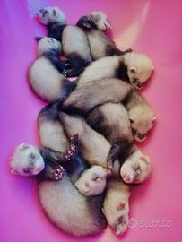 Cuccioli e Prenotazioni Furettini