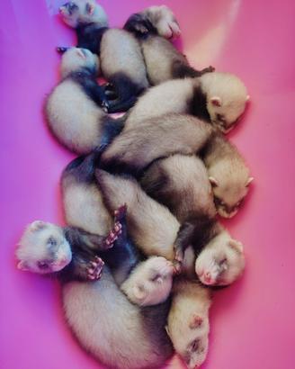 Cuccioli e Prenotazioni Furetti 2026