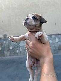 Bulldog francese
