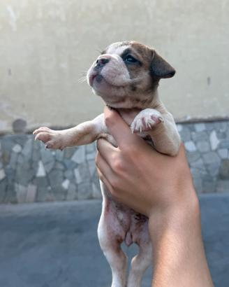 Bulldog francese