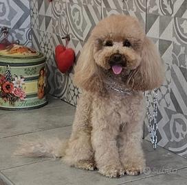 Barboncino per accoppiamento