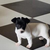 Cucciola di Jack Russel