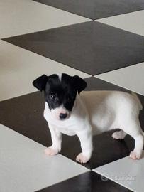 Cucciola di Jack Russel