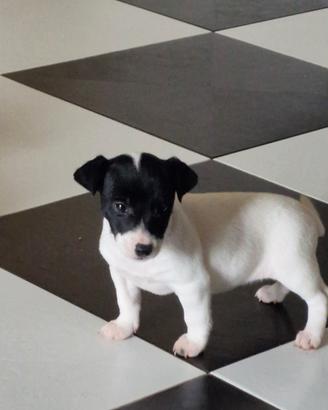 Cucciola di Jack Russel