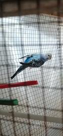Cocoriti