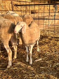 Disponibile agnello maschio