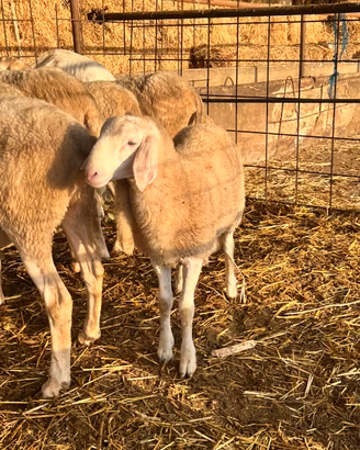 Disponibile agnello maschio
