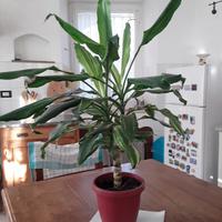 bella pianta altezza 70 cm con vaso 