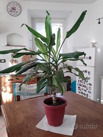 bella pianta altezza 70 cm con vaso 