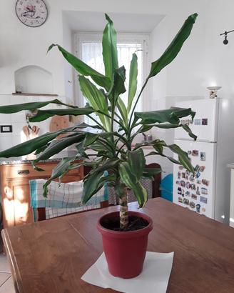 bella pianta altezza 70 cm con vaso 