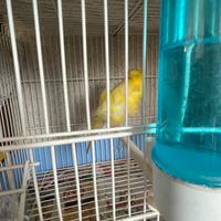 Canarino arricciato 2025