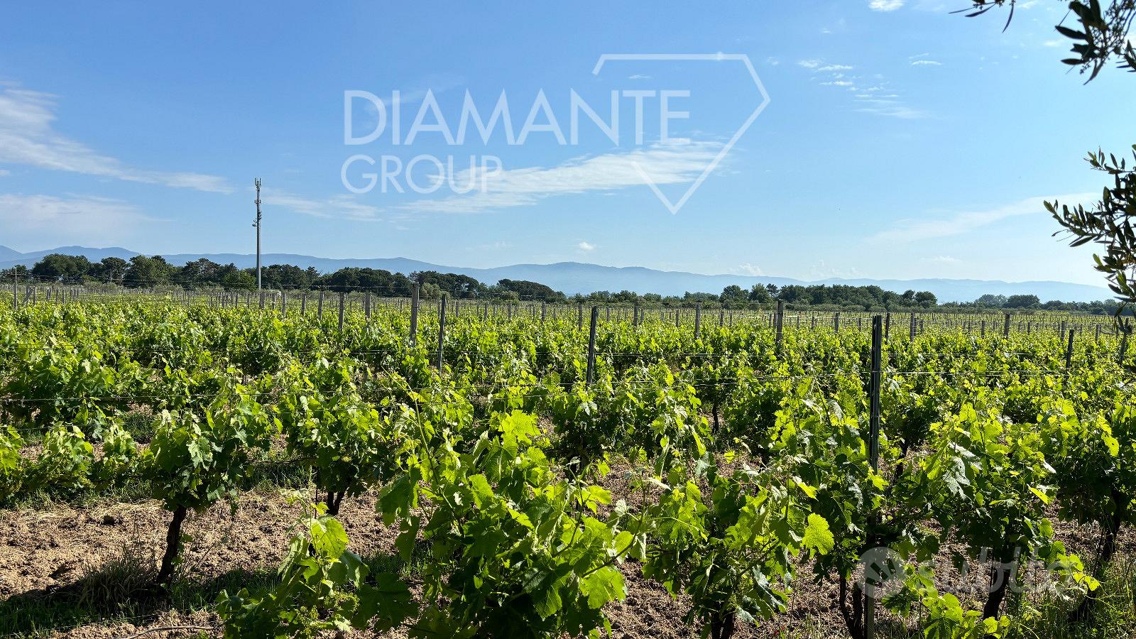 Vigneto in produzione di 9 ettari circa - Vista 6