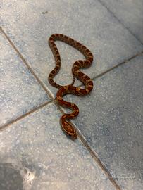 Serpente del Grano (Corn Snake)- femmina 2026