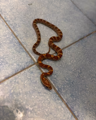 Serpente del Grano (Corn Snake)- femmina 2026