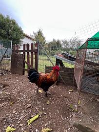 Gallo Marans