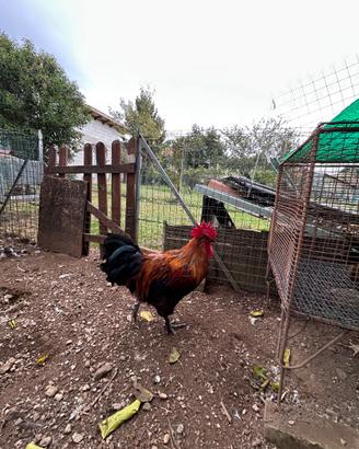 Gallo Marans