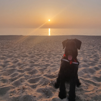 Schnauzer gigante per accopiamento