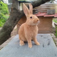 Conigli Fulvi di borgogna