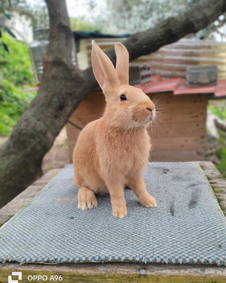 Conigli Fulvi di borgogna
