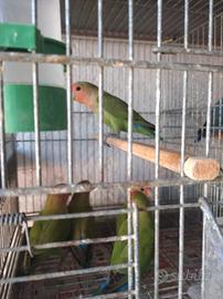 Inseparabili, canarini, cocorite
