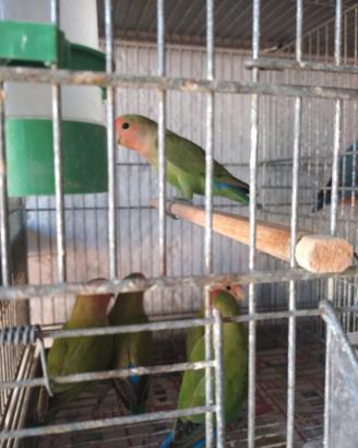 Inseparabili, canarini, cocorite