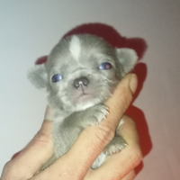 Chihuahua occhi chiari