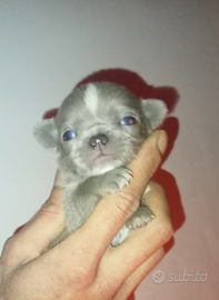 Chihuahua occhi chiari