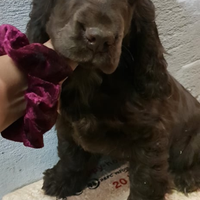 Cocker spaniel inglese pedigree PET TERAPY ciocco