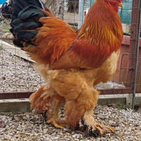 Brahma fulvo Columbia nero