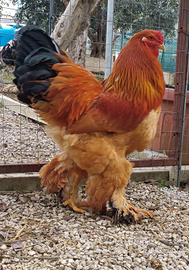 Brahma fulvo Columbia nero