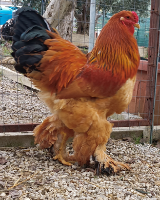 Brahma fulvo Columbia nero