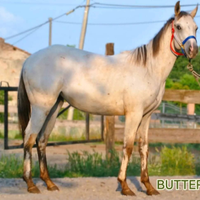 Puledra appaloosa