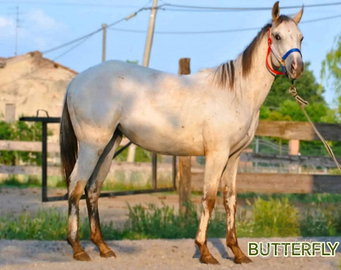 Puledra appaloosa
