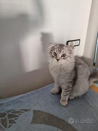 Scottish fold