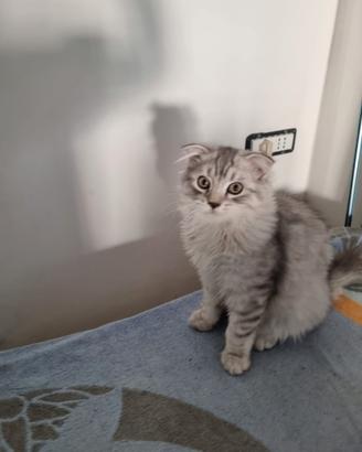 Scottish fold