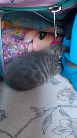 Gattini
