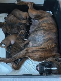 Cuccioli Boxer