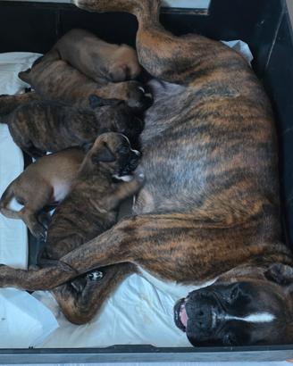Cuccioli Boxer