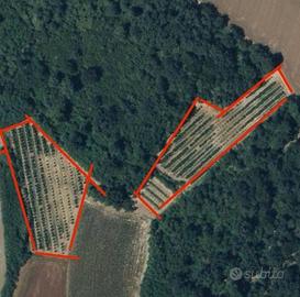 Terreno agricolo noccioleto