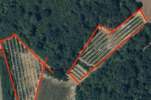 Terreno agricolo noccioleto