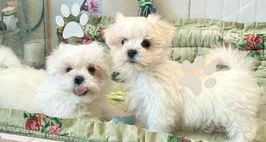 Cuccioli razza Maltese pedigree Enci